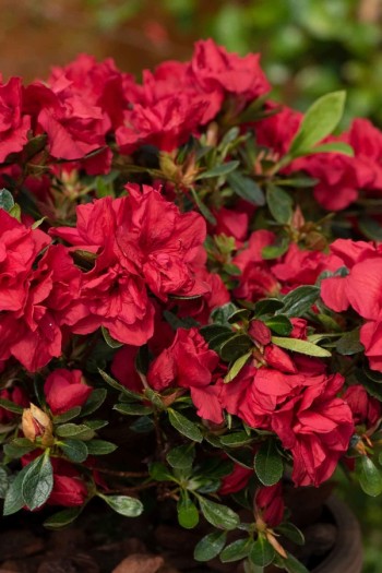 Рододендрон Енкор Отм Фаєр|Rhododendron (AJ) Encore® Autumn Fire|Рододендрон Енкор Отм Фаер